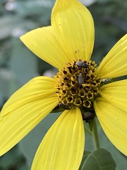 Odontocorynus umbellae