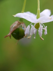 Arthropodium minus