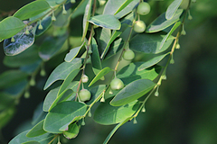 Breynia oblongifolia