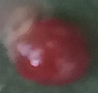 Cryptognatha auriculata