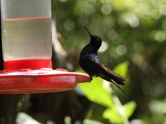 Boissonneaua jardini