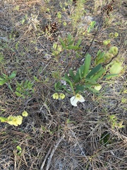Asimina reticulata