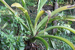 Crinum pedunculatum
