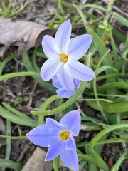 Ipheion uniflorum