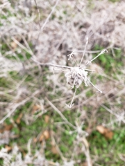 Torilis arvensis recta