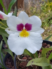 Miltoniopsis