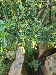 Zanthoxylum capense