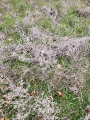 Torilis arvensis recta