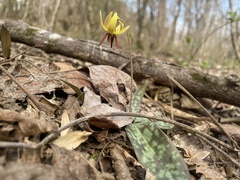 Erythronium umbilicatum