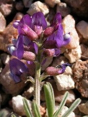 Astragalus nutans
