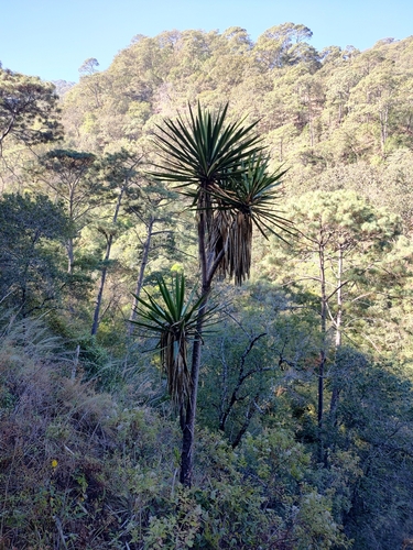 Image of Yucca jaliscensis by (c) Abraham Sánchez Romero, some rights reserved (CC BY)