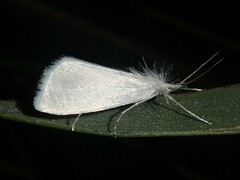Rupela sejuncta