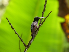 Thalurania colombica