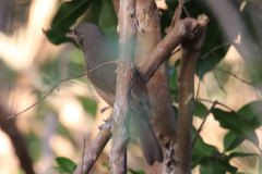 Colluricincla rufogaster