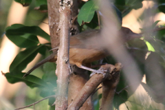 Colluricincla rufogaster