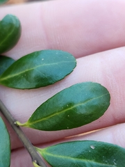 Ilex crenata