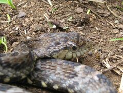 Xenodon rabdocephalus