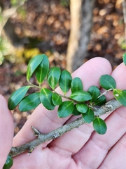 Ilex crenata