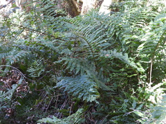 Blechnum chilense