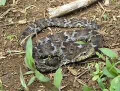 Xenodon rabdocephalus