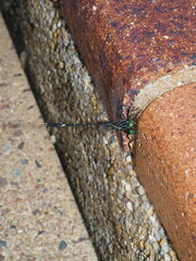 Austrogomphus prasinus