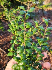 Ilex crenata