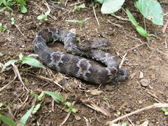 Xenodon rabdocephalus