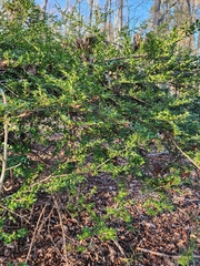 Ilex crenata