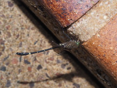 Austrogomphus prasinus