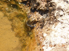Lithobates berlandieri