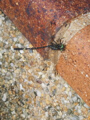 Austrogomphus prasinus