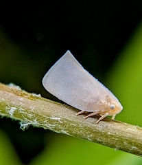 Sanurus