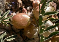 Astragalus nutans