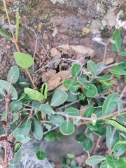 Ancylobothrys capensis