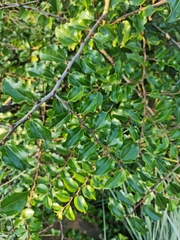 Ziziphus mucronata