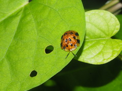 Laccoptera impressa