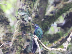 Pterophanes cyanopterus