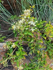 Clematis brachiata