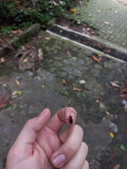 Metamasius hemipterus