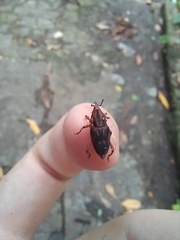 Metamasius hemipterus