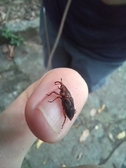 Metamasius hemipterus