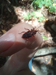 Metamasius hemipterus