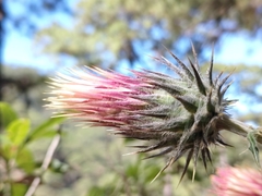 Cirsium ehrenbergii