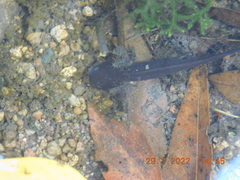 Ambystoma velasci