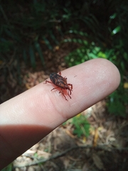 Metamasius hemipterus