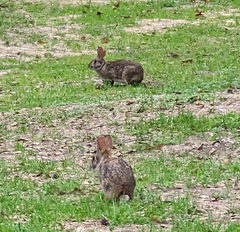 Sylvilagus aquaticus