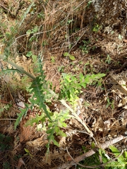 Cirsium ehrenbergii