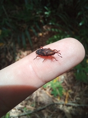 Metamasius hemipterus