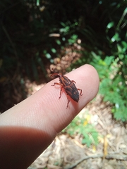 Metamasius hemipterus