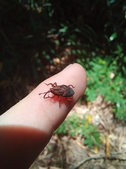 Metamasius hemipterus